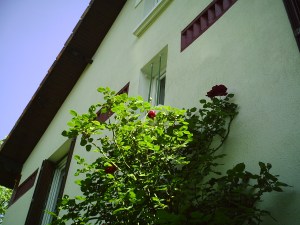 Notre maison 22.04.2007 014