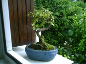 C'est le Bonsai que Tomer a acheté pour Mama !!!!!