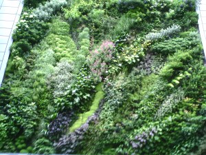 Mur végétal... BHV Homme