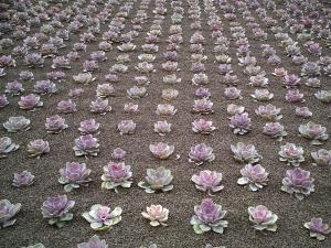 Jardin demains mai 2007 008