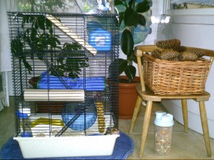 L'environnement cosy et verdoyant...