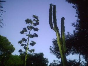 Les plantes "préférées" de Mama !