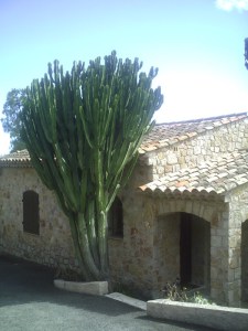 Mama adore le cactus !