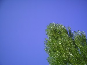 Le bleu et le vert...