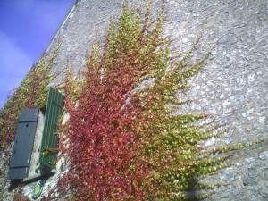 Mama adore les feuilles rouges !