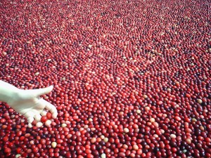 Cranberries!