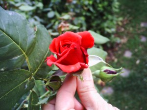 Une fleur pour Aba ...