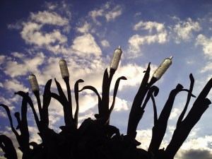 Bateaux Mouches le 14 juillet 2008 (7)
