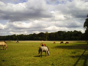 Haras-de-Jardy-(5)