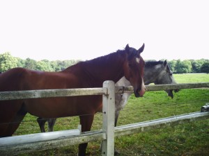 Haras-de-Jardy-(8)