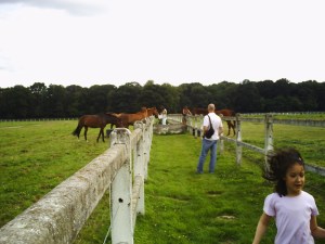 Haras-de-Jardy-(15)