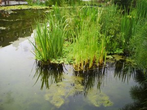 Jardin éphémère (1)