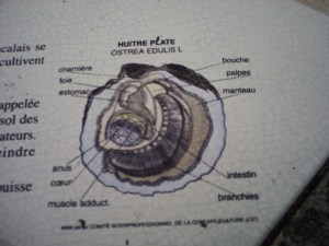 Cancale-le-16--août-2008-(2)