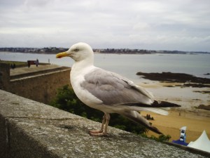 Saint-Malo-(6)