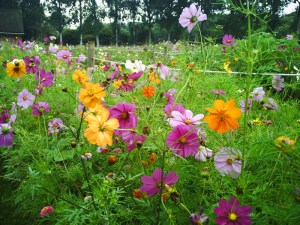 Chantilly-le-24--août-2008-(9)