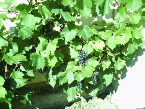 Abbaye-Royaumont-(7)