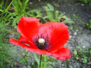 Abbaye-Royaumont-(8)