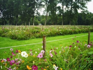 Chantilly-le-24--août-2008-(4)