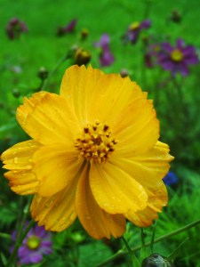 Chantilly-le-24--août-2008-(8)