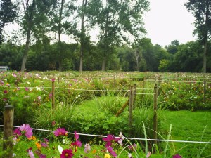 Chantilly-le-24--août-2008-(10)