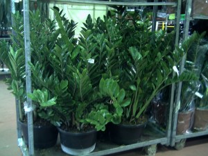 Rungis-30-janvier-2009 (9)