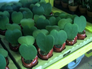 Rungis-30-janvier-2009 (10)