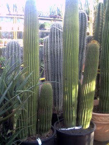 Rungis-30-janvier-2009