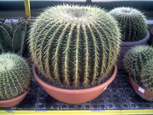 Rungis-30-janvier-2009 (2)