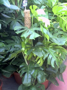 Rungis-30-janvier-2009 (4)