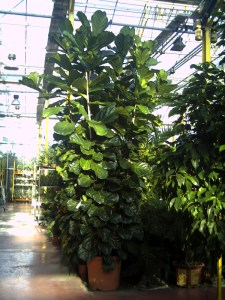 Rungis-30-janvier-2009 (8)