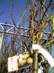 Rungis-30-janvier-2009 (11)