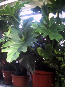 Rungis-30-janvier-2009 (15)