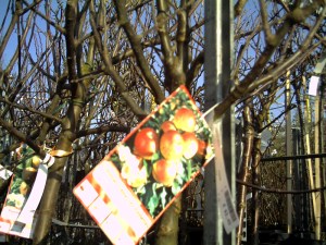 Rungis-30-janvier-2009 (13)