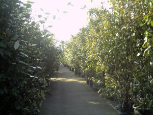 Rungis-30-janvier-2009 (14)