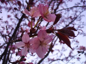 and wonderful "Hoa Mai" ...