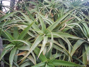 Did you see that ??? Mama has a tiny, tiny one in the bathroom and here it's growing in abundance ! 