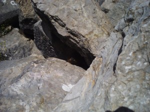 Hello ! I'm another one ! D you have cookies for me ?