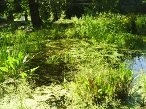 Jardin-des-Plantes-(21)