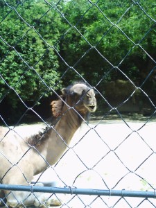 Jardin-des-Plantes-(51)