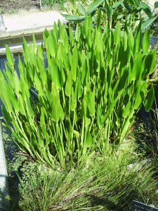 Jardin-des-Plantes-(68)