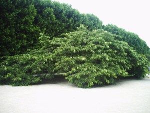 Jardin-des-Plantes-(88)