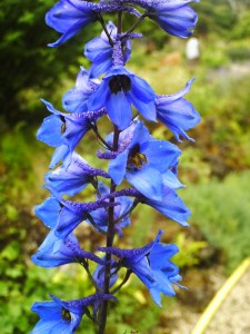 Jardin-des-Plantes-(92)