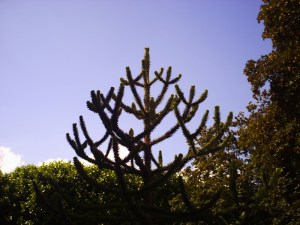 Jardin-des-Plantes-(94)