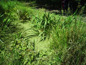 Jardin-des-Plantes-(23)