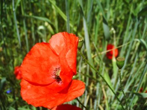 Jardin-des-Plantes-(32)
