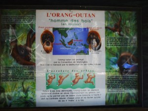 Jardin-des-Plantes-(41)