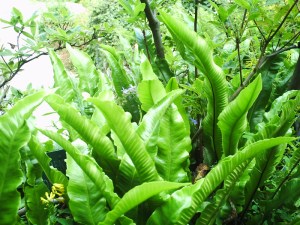 Jardin-des-Plantes-(74)