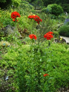 Jardin-des-Plantes-(91)