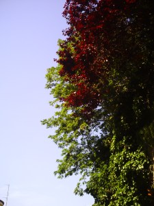 Show-visit-à-Montmartre-(24)