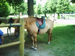 Quel-transport-dans-Versailles-!-(9)